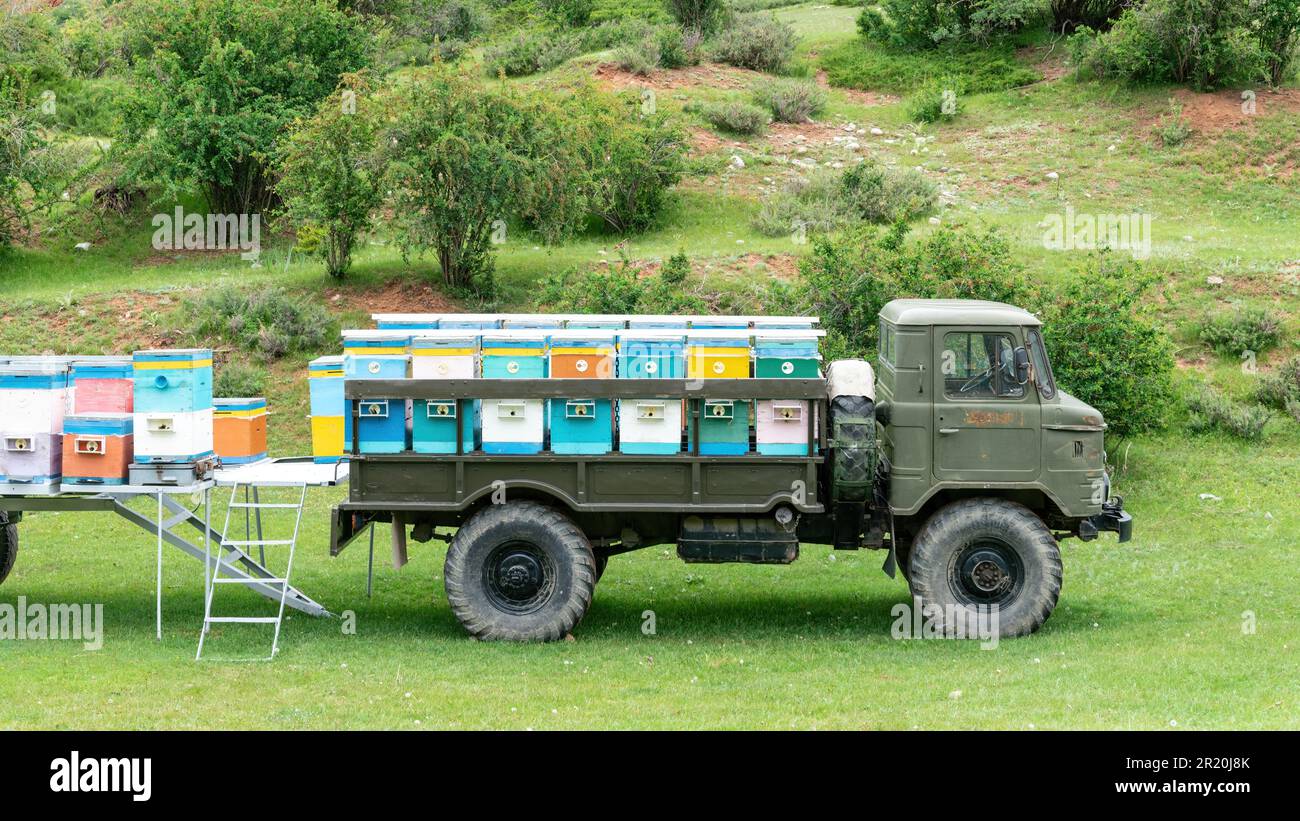 Des ruches d'abeilles ont été stockées autour d'un vieux camion dans la campagne du Kirghizistan. Les abeilles jouent un rôle essentiel dans la pollinisation des plantes et la production de miel, un produit local précieux. Banque D'Images