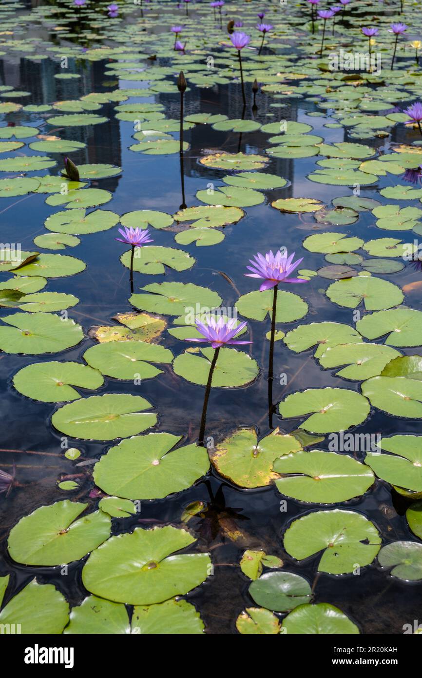 le lotus bleu ou le lotus égyptien fleurit dans une piscine de Marina Bay, à Singapour Banque D'Images