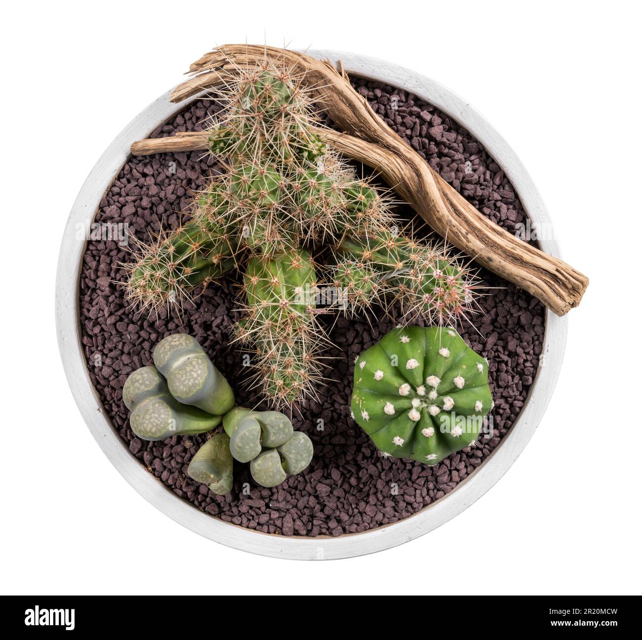 Vue de dessus composition des cactus et autres succulents végétatif près de la branche sèche dans un bol placé sur fond blanc Banque D'Images