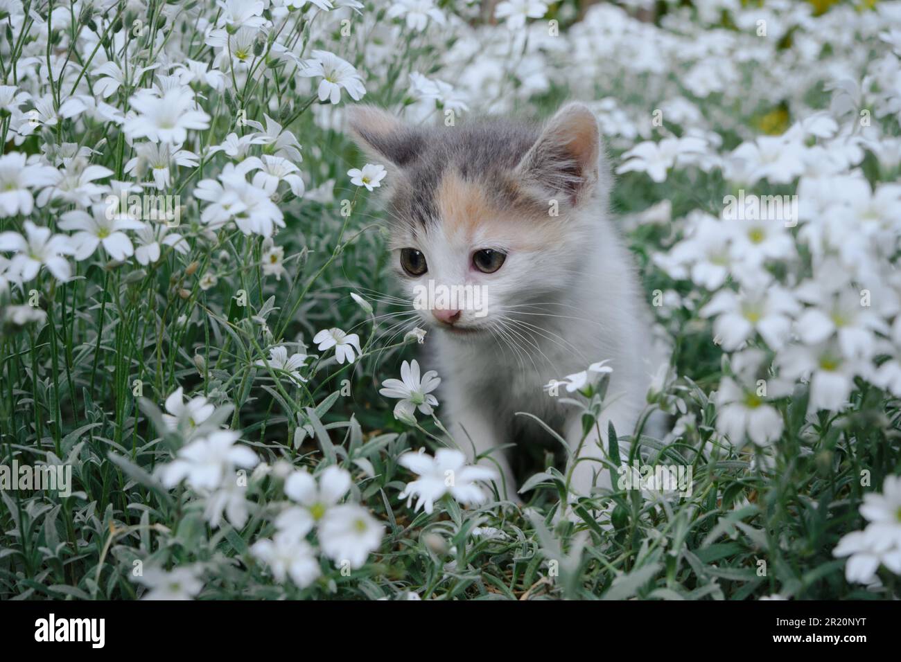 Fleurs blanc Cerastium tomentosum et chat. Le concept des animaux de compagnie et de l'environnement. Un petit tricolore marche et pose dans le jardin parmi le pl Banque D'Images