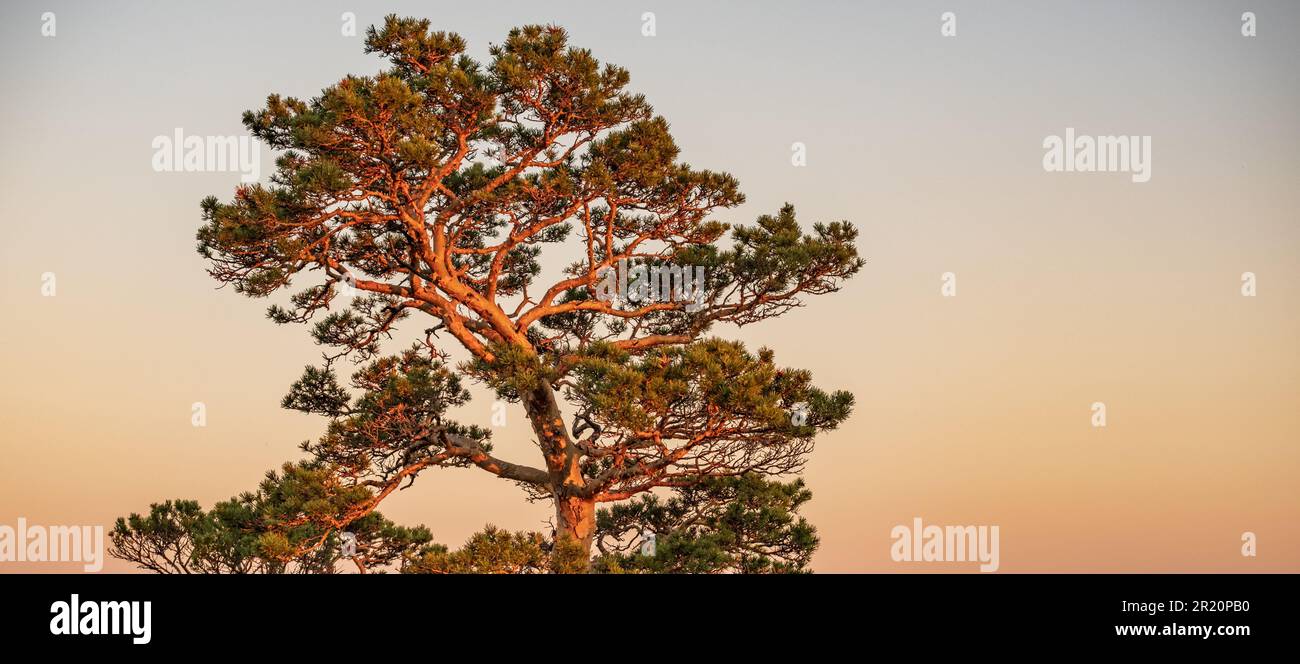 Magnifique arbre éclairé par la lumière du soleil dans le parc national de Burabay (Borovoye) au Kazakhstan. Burabay, Akmola, Kazakhstan. Banque D'Images