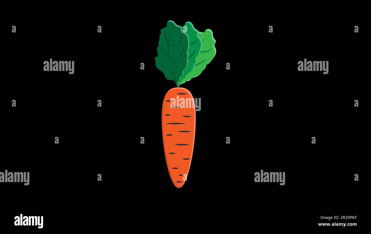 carottes sur fond noir, illustration vectorielle. des carottes longues, orange et brillantes avec une queue verte luxuriante, des légumes, des aliments végétaliens. aliments crus. Illustration de Vecteur