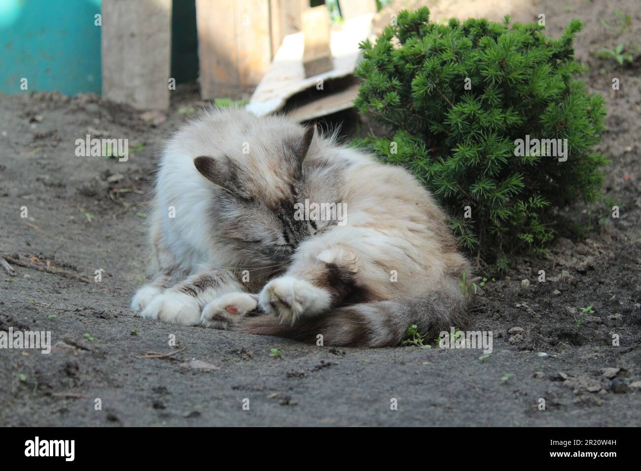 Un chat gris se trouve sur le sol et lave, brosse sa fourrure. Animaux de la rue, animaux de compagnie dans la rue. Chat animal drôle. Banque D'Images