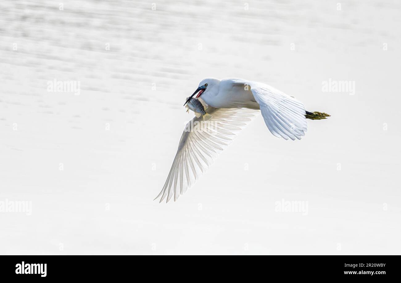 Petit égret Egretta garzetta, volant avec des poissons pêchés dans son bec.le poisson est un tilapia envahissant du mozambique dans la Charca de Maspalomas Gran Canaria Banque D'Images