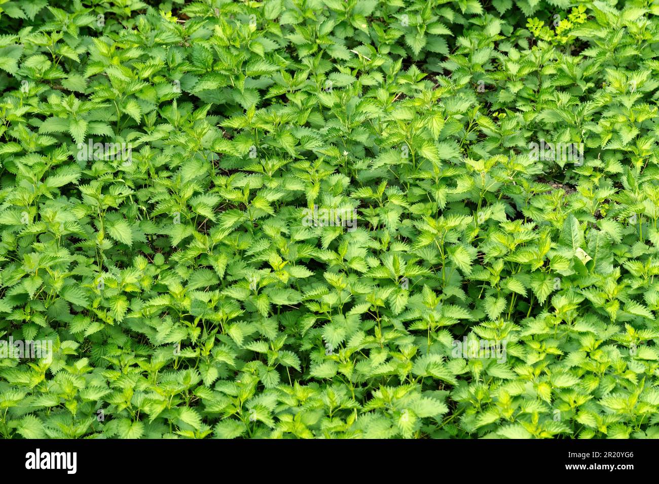 Ortie non cultivée dans une prairie verte luxuriante, foyer sélectif Banque D'Images