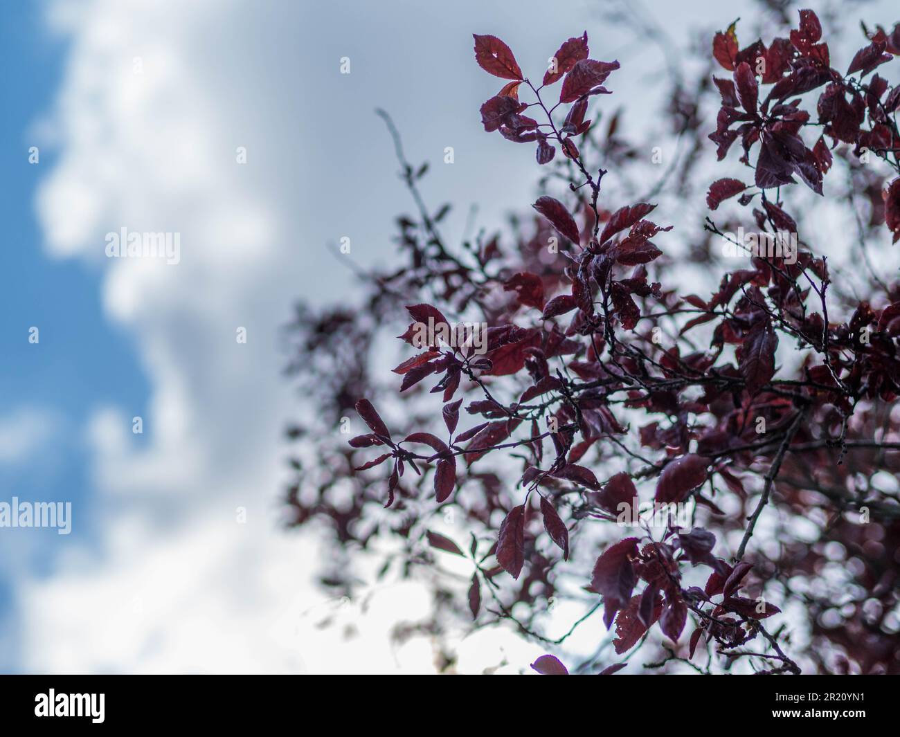 Nuages et arbre regardant vers le haut, Paysage, Balmore Walk, Caversham, lecture, Berkshire, Angleterre, Royaume-Uni, GB. Banque D'Images