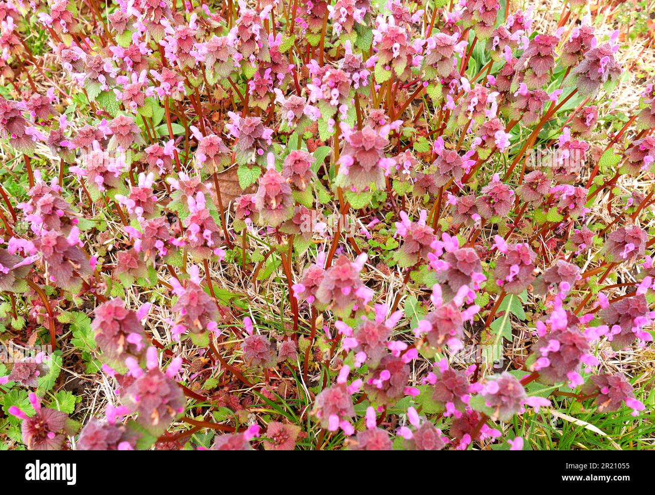 Purpueum de Lamium, ortie morte rouge, ortie morte pourpre, ortie morte, archange pourpre, Culture dans un jardin, Szigethalom, Hongrie Banque D'Images