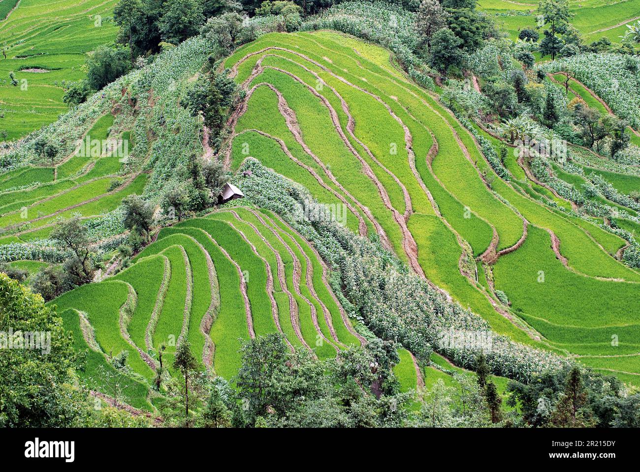 Terrasses au sud du vieux Yunyang et près de la ville de Panzhihua dans le comté de Yunyang, Yunnan, Chine Banque D'Images
