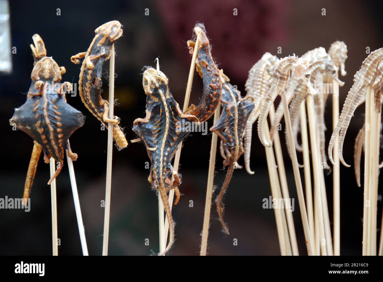 Beijing, Chine - snack Street à Wangfujing - le marché nocturne de Wangfujing propose une sélection de plats exotiques de la rue snack Street. On peut trouver des insectes frits, des scorpions et des créatures marines, ainsi que d'autres animaux et parties d'animaux qui ne sont pas habituellement consommés comme nourriture dans l'ouest. Mais bien que ces collations exotiques puissent être trouvées, d'autres aliments plus communs, comme le Chuanr (kebabs de viande, généralement fait d'agneau) et les desserts, comme le Tang hu lu, ou les fruits confits composent la majorité de la nourriture vendue dans la rue. Banque D'Images