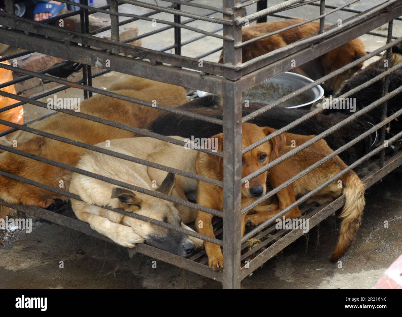 Les chiens attendent d'être abattus sur un marché de Kaiyuan, Yunnan, en Chine Banque D'Images