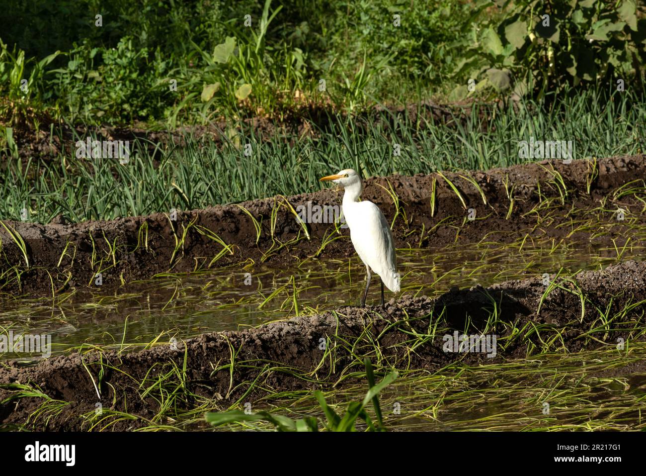 Un Egret égyptien, le Bubulcus Ibis connu sous le nom de l'Egret de bétail une espèce de Heron qui se trouve habituellement sur les terres agricoles et agricoles en Egypte. Banque D'Images