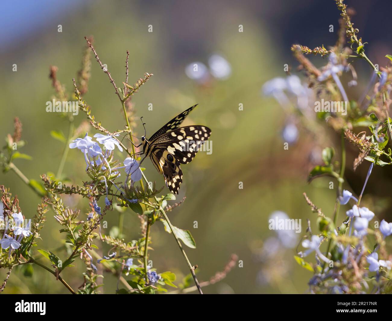 Un papillon à queue d'armoise (Papilio demodocus) assis sur des fleurs blanches à l'extérieur, un gros insecte, il a des ailes sombres avec des taches jaunes Banque D'Images