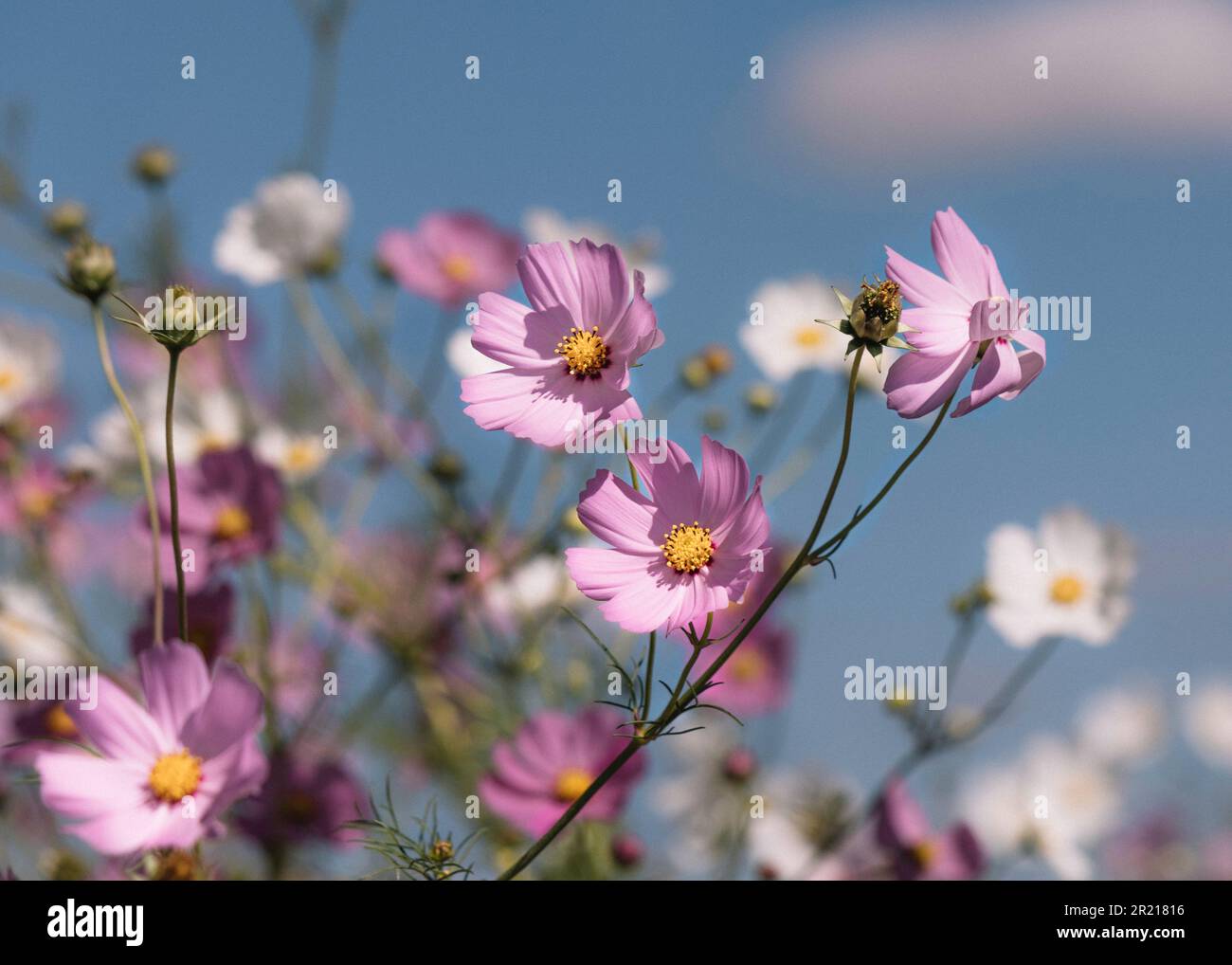 Fleurs Cosmos blanches et roses qui fleurissent au soleil en gros plan avec une couleur moody Banque D'Images