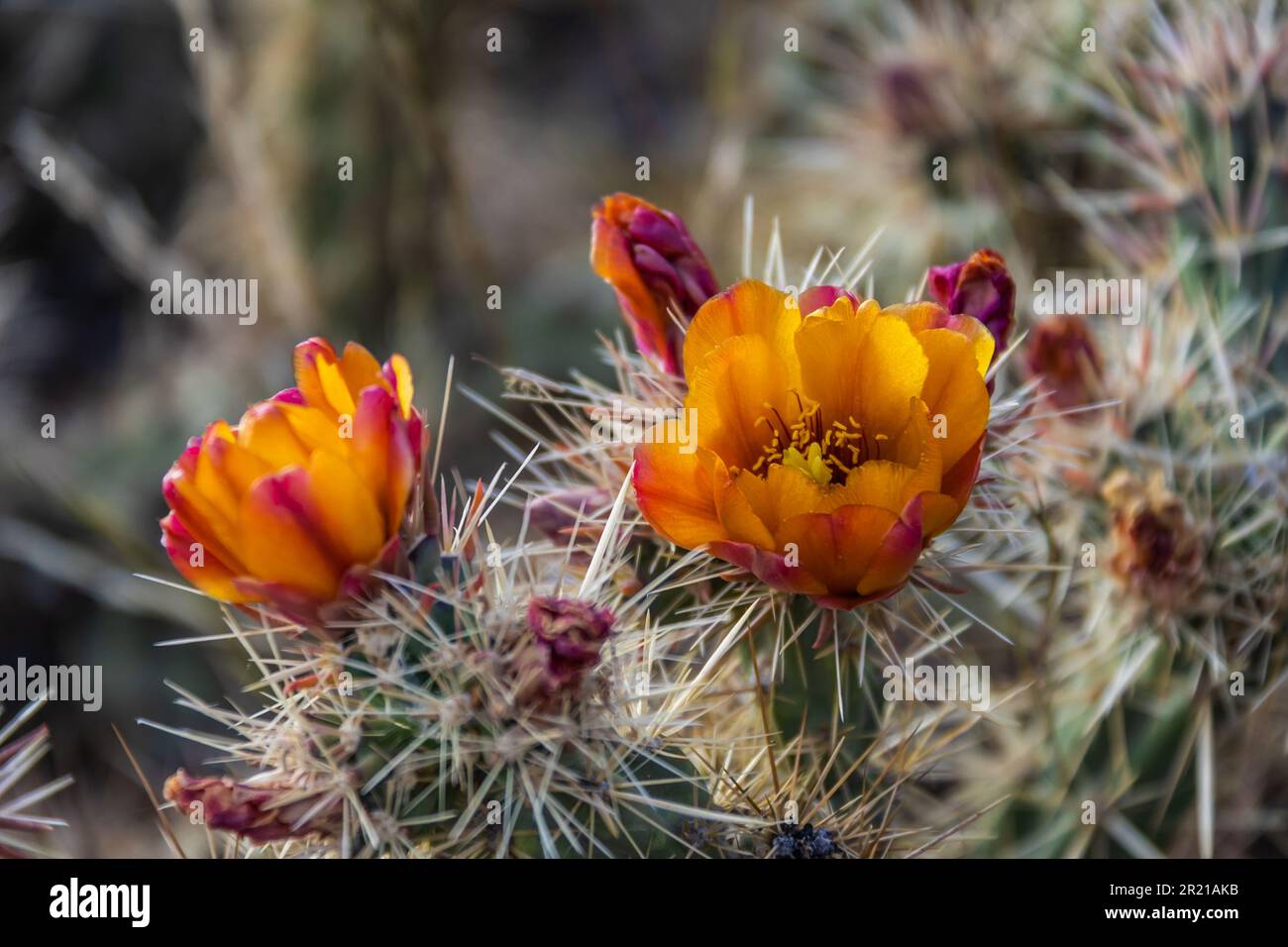 Gros plan des fleurs d'orange d'un cactus à staghorn (cylindropuntia versicolor) dans le désert de Sonora en Arizona. Banque D'Images