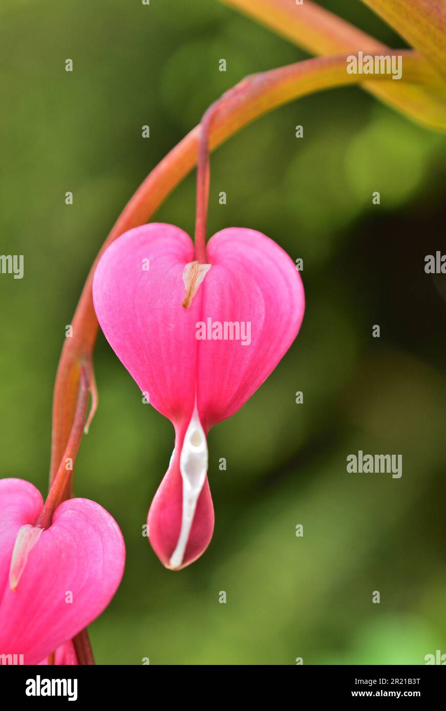 Lamprocapnos spectabilis, saignement du cœur ou saignement asiatique du cœur Banque D'Images