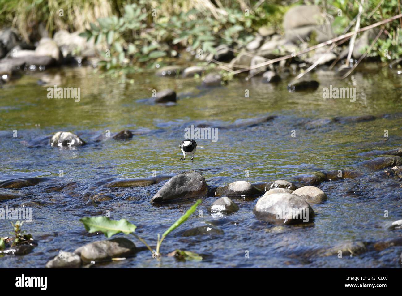 Pied Wagtail (Motacilla alba) face à la caméra comme entrant sur terre sur une pierre sur une rivière au pays de Galles, au Royaume-Uni au printemps Banque D'Images