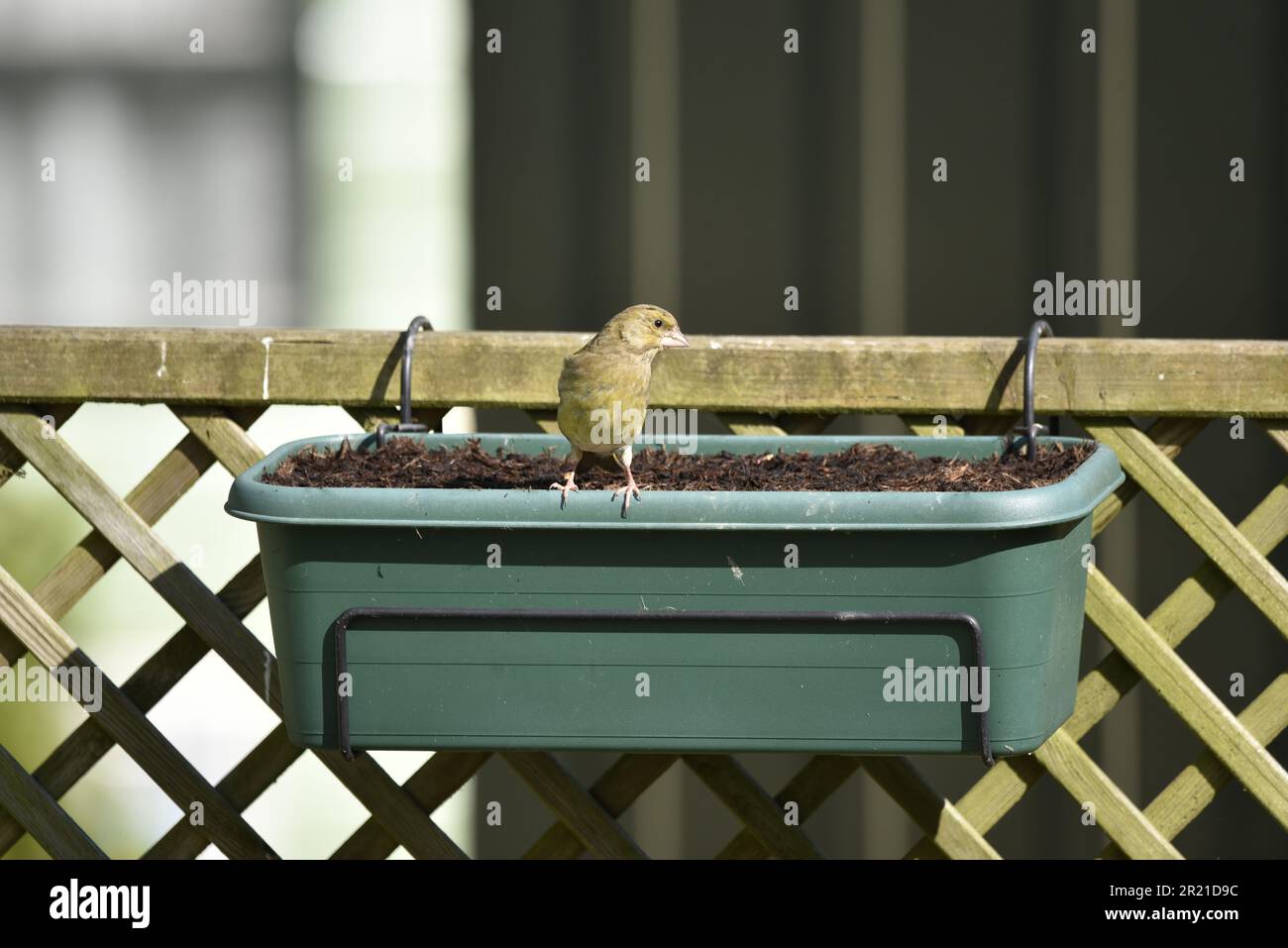 Femelle européenne Greenfinch (Carduelis chloris) perchée sur le bord avant d'une gouttière suspendue, face à la caméra, tête tournée vers la droite, prise au Royaume-Uni Banque D'Images