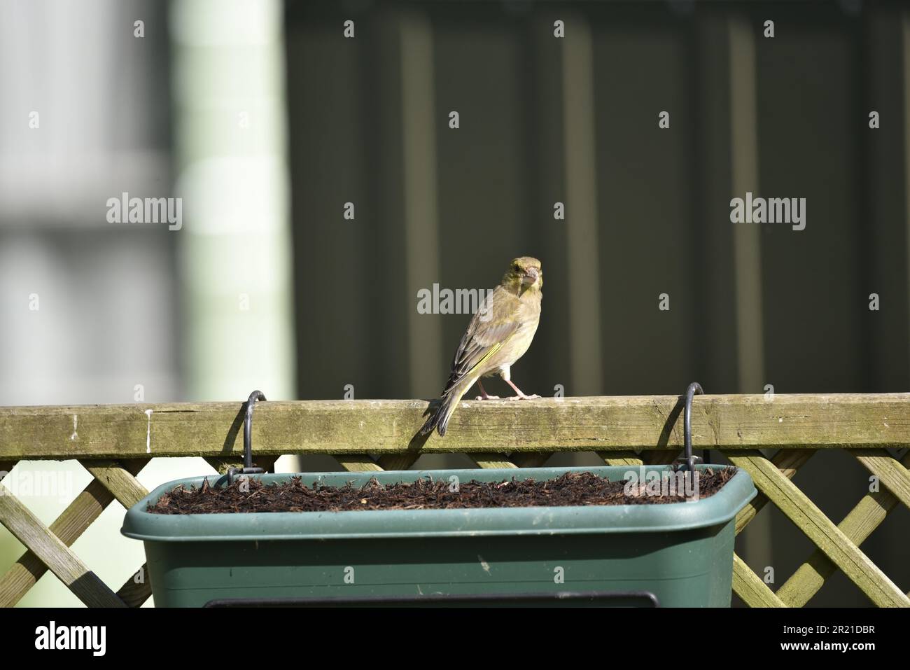 Femelle européenne Greenfinch (Carduelis chloris) perchée au-dessus d'une clôture de Trellis au soleil, face à la caméra, prise dans un jardin à Mid-Wales, Royaume-Uni en mai Banque D'Images