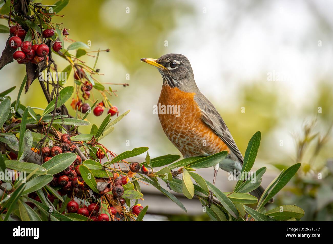Un robin américain (Turdus migratorius) perché dans un arbre dans un jardin urbain. Banque D'Images