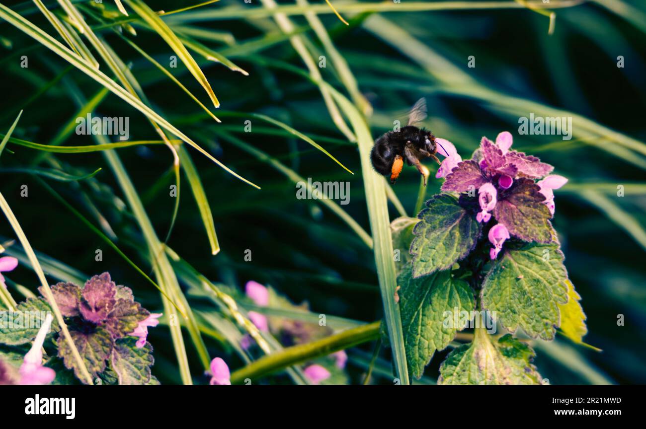 Bourdon prenant le pollen d'une fleur pourpre Banque D'Images