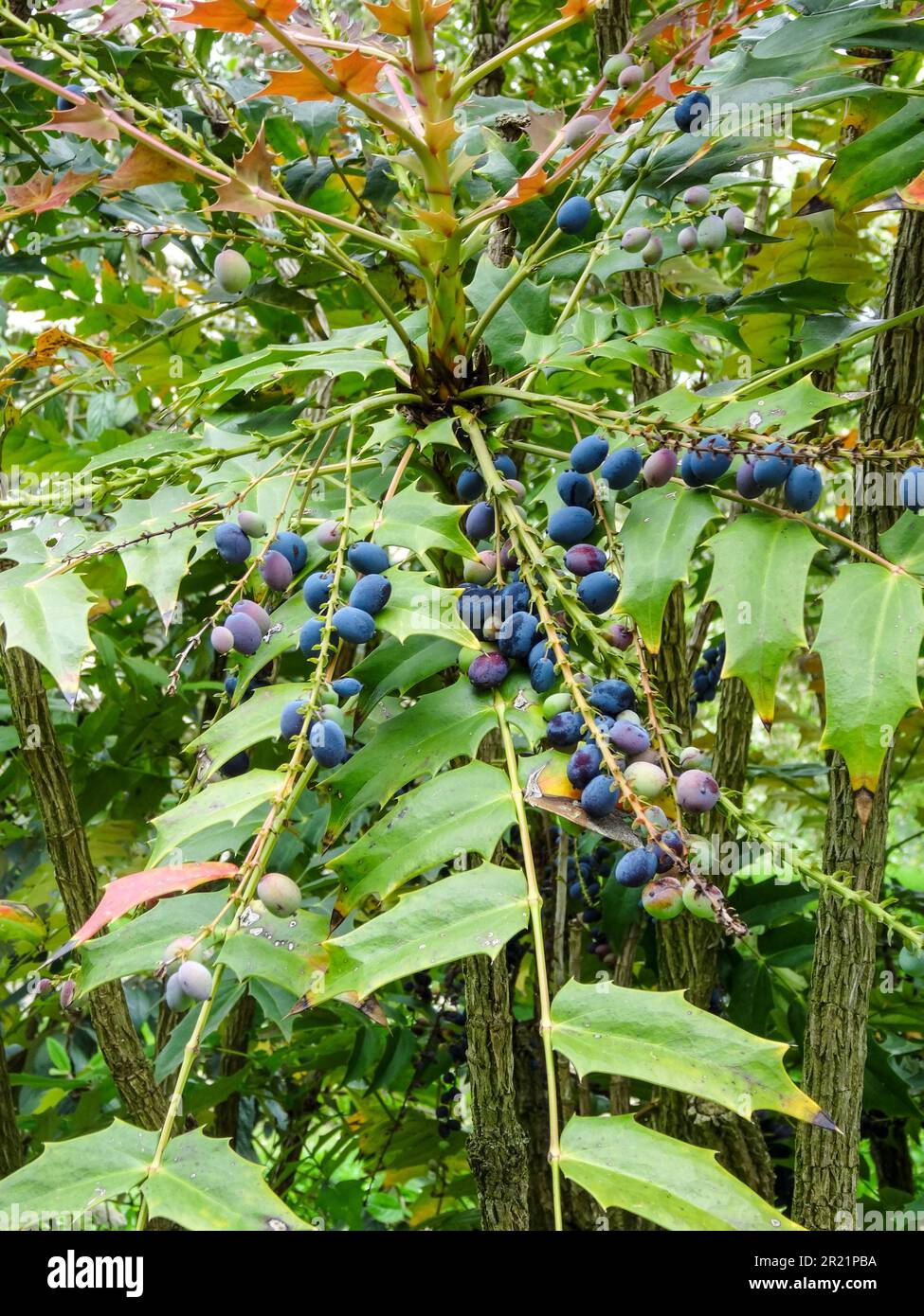 Magnifique Mahonia x Media à pointes - Fortescue Lionel, baies et feuillage. Portrait naturel de plantes de jardin en gros plan Banque D'Images