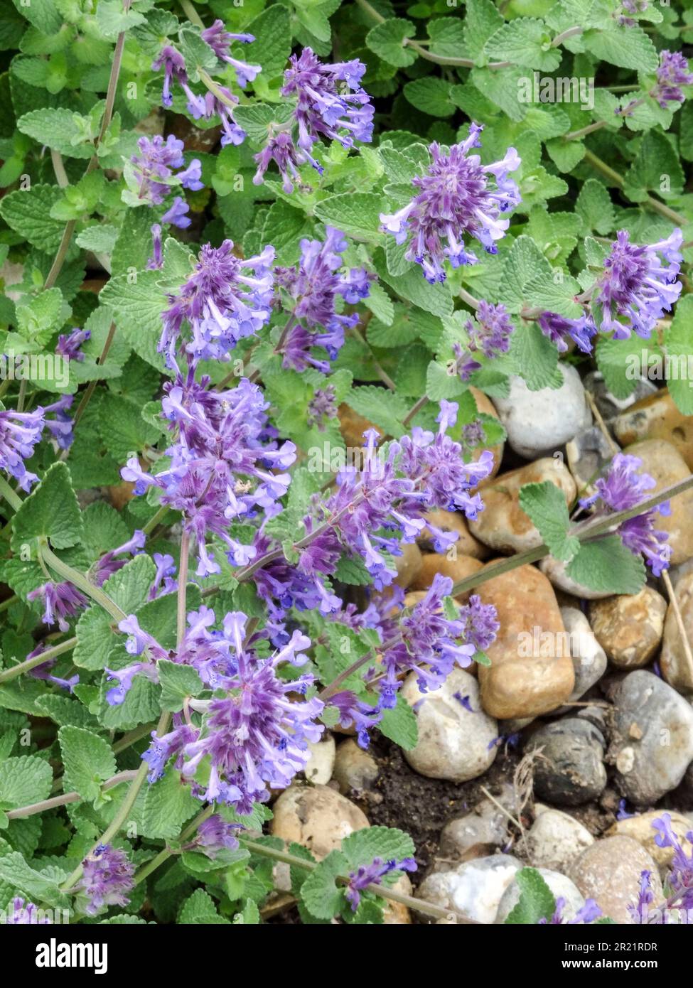 Gros plan de la plante florale naturelle de Nepeta racemosa utile luminescent à la fin du printemps Banque D'Images