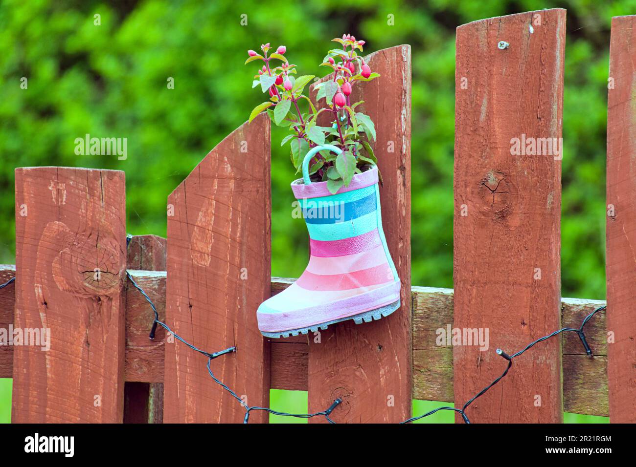 plantes de jardin dans des wellingtons pour enfants pour faire des ornements de jardin colorés comme pots Banque D'Images