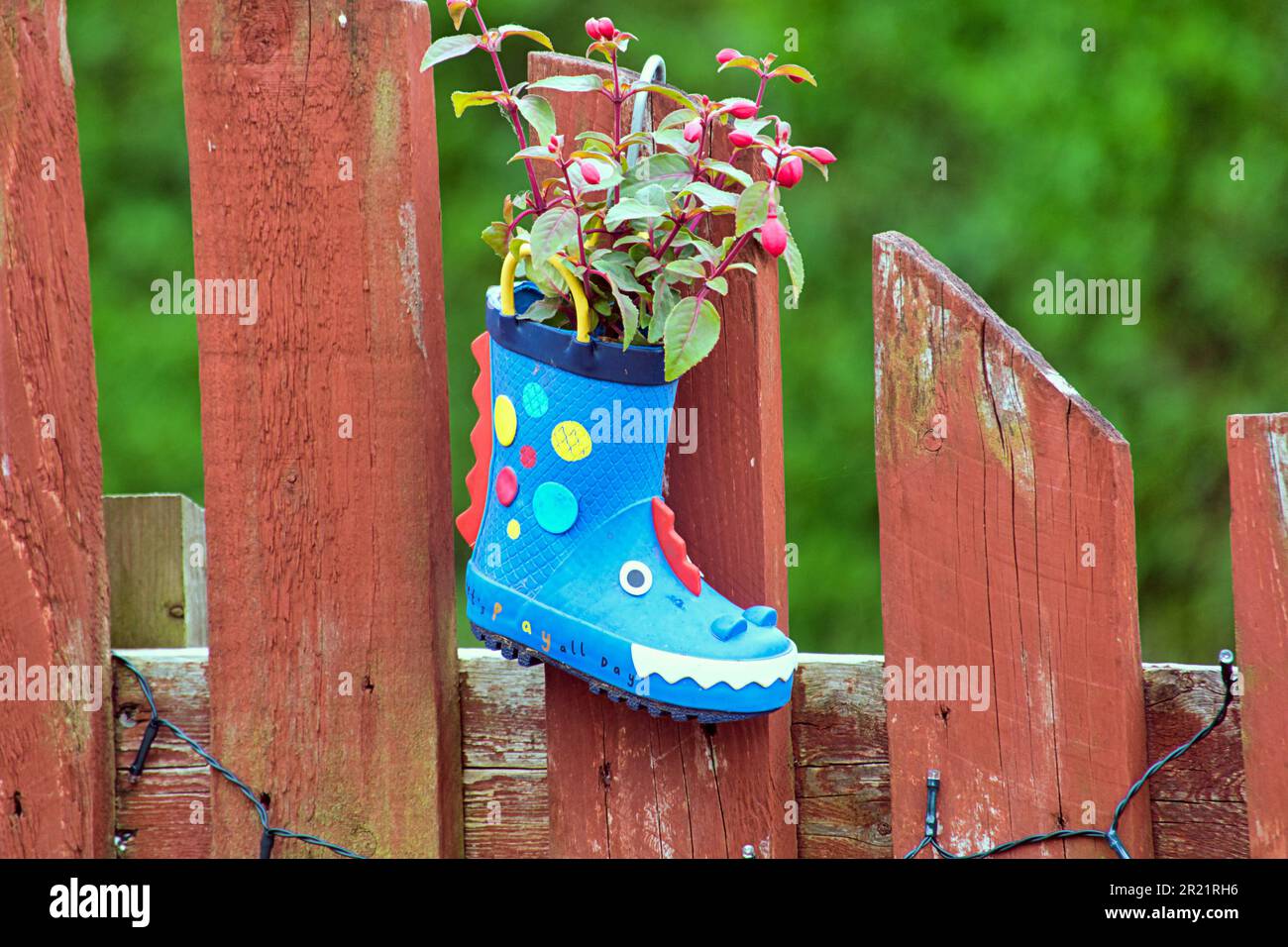 plantes de jardin dans des wellingtons pour enfants pour faire des ornements de jardin colorés comme pots Banque D'Images