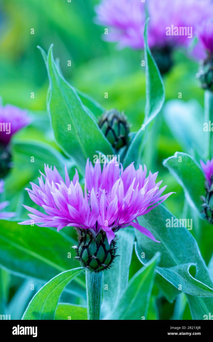 Joli Centaurea Montana - Joyce. Portrait naturel de plantes architecturales en gros plan Banque D'Images