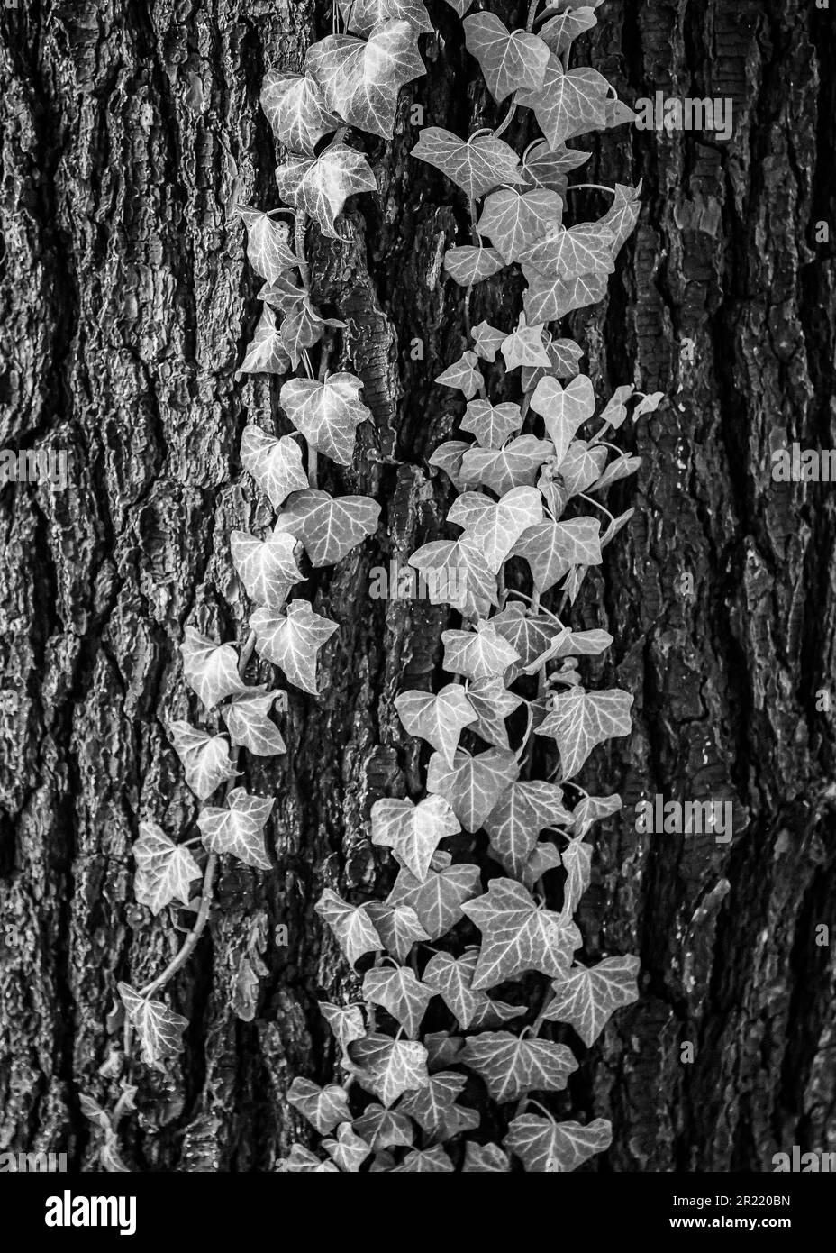 Un cliché vertical en niveaux de gris de feuilles de lierre qui poussent sur un tronc d'arbre Banque D'Images