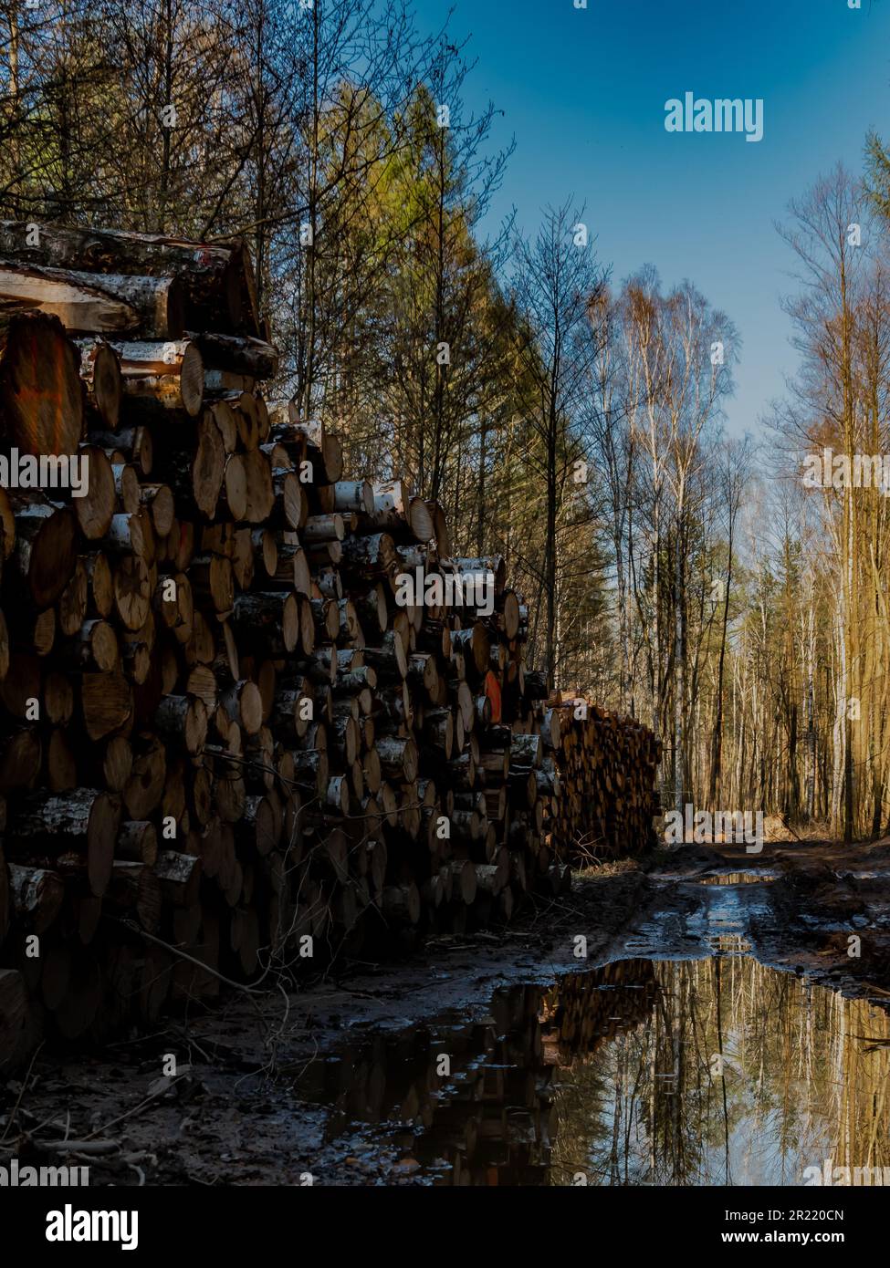 Un chemin bordé de grands troncs en bois qui font face vers le haut. Banque D'Images