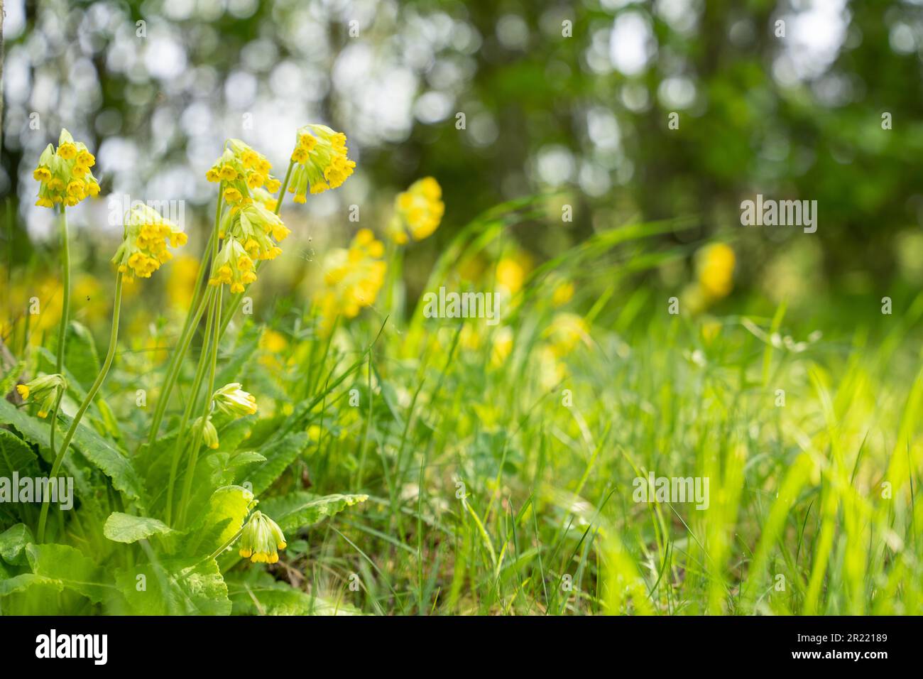 Cowslip, Primula veris, Primula officinalis, Primulaceae. Mise au point sélective. Fond d'écran. Banque D'Images