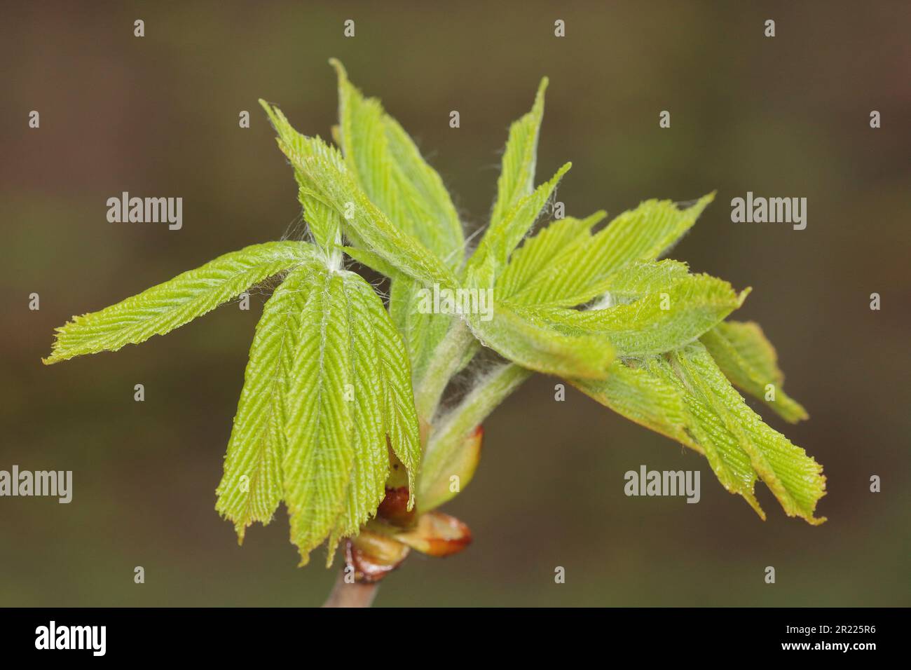 Aesculus hippocastanum, le châtaignier de cheval bourgeonnement de feuilles Banque D'Images