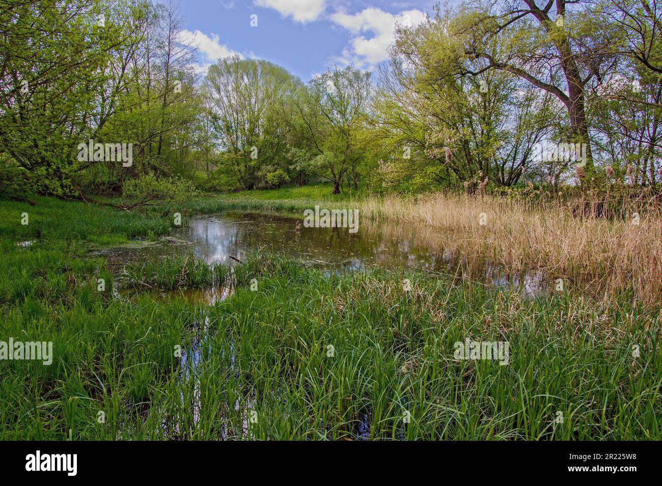 Étang alluvial dans les basses terres de rivière avec une végétation abondante en Moravie du Sud, en Tchéquie Banque D'Images