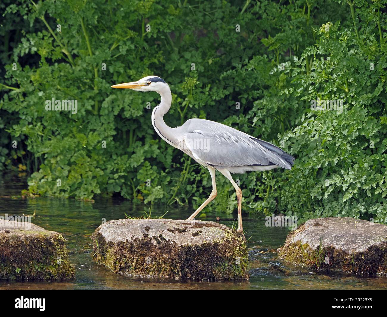 Le héron gris (Ardea cinerea) semble marcher au-dessus des pierres de pas dans un affluent de l'Eden Cumbria, Angleterre, Royaume-Uni Banque D'Images