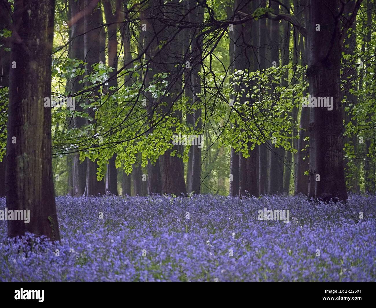 bois de hêtre humide de moody almosphere (Fagus sylvatica) avec des troncs humides entourés de cloches de bleuets (jacinthoides non-scripta) à Warwickshire, Angleterre, Royaume-Uni Banque D'Images