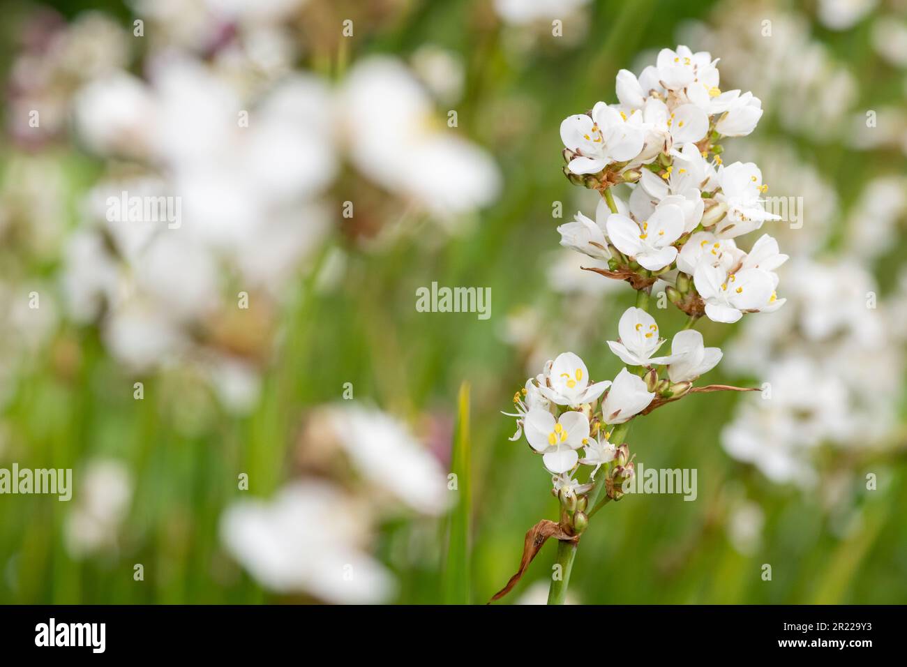 Gros plan d'une fleur de grandiflora libertia en fleur Banque D'Images