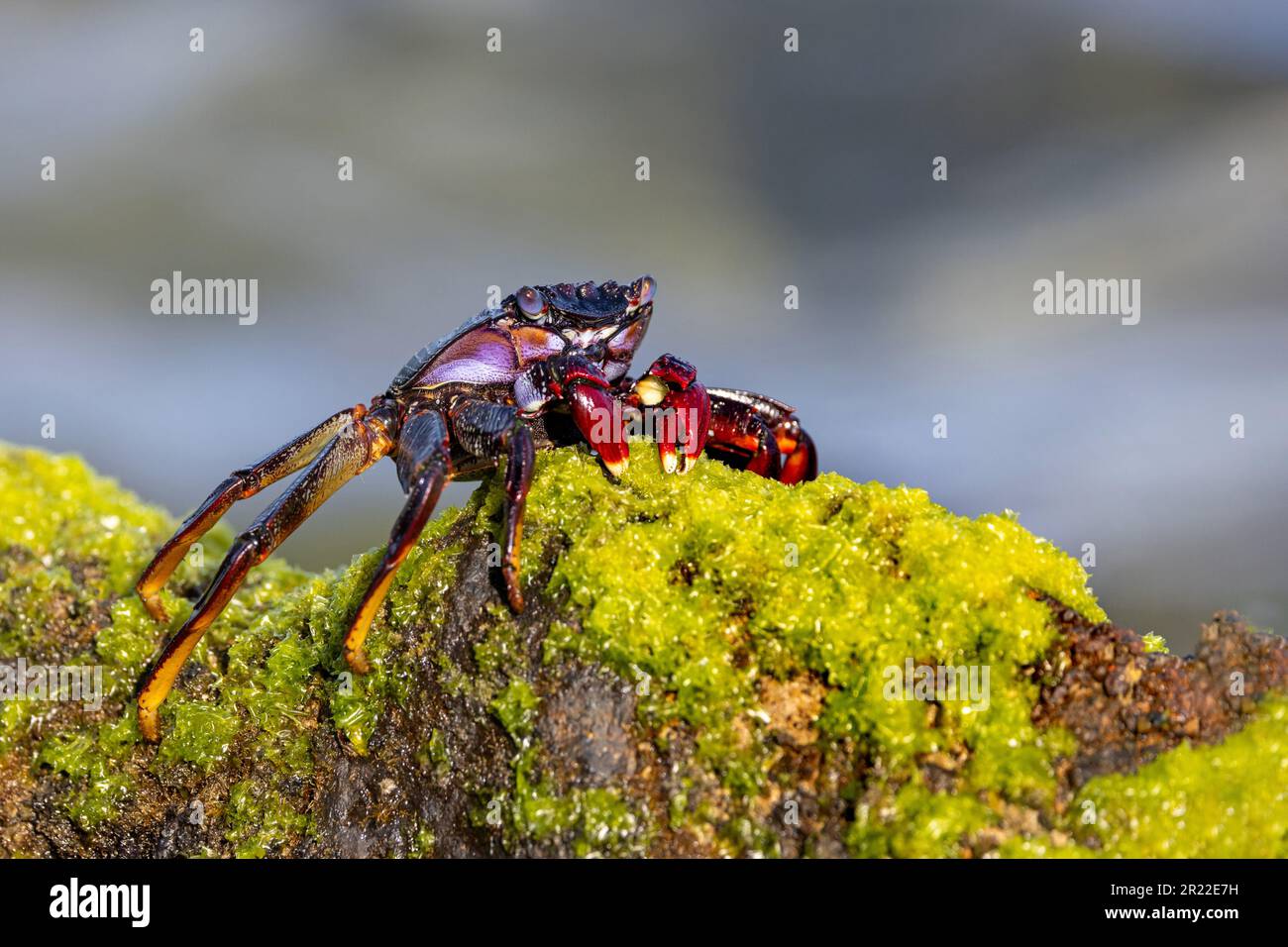 Crabe Sally lightfoot de l'Atlantique est, crabe côtier marbré (Grapsus adscensionis), marche sur une roche côtière, îles Canaries, Fuerteventura Banque D'Images