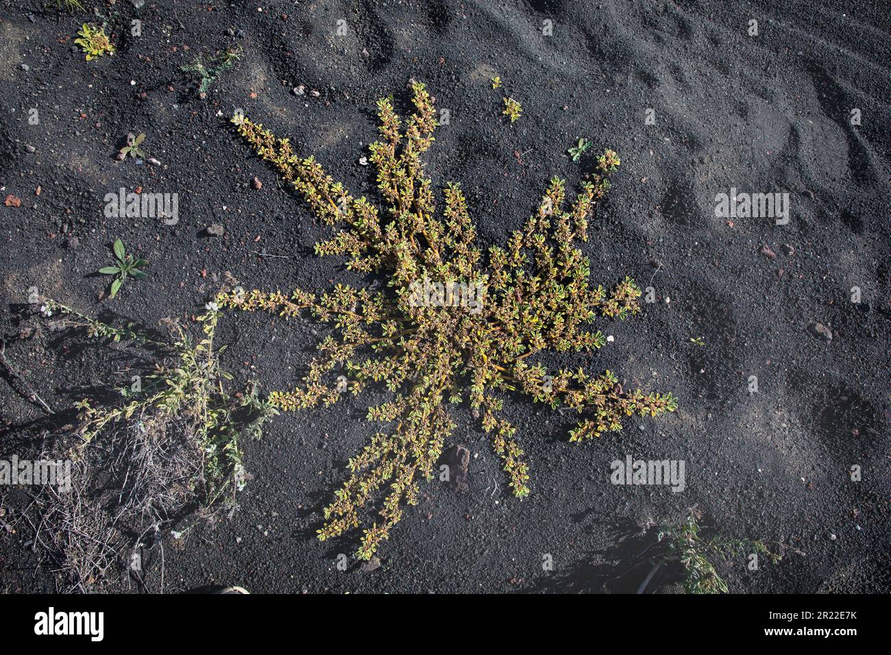 Iceplant canarien, Iceplant canarienne (Aizoon canariense, Aizoon canariensis), fructification, îles Canaries, Lanzarote Banque D'Images