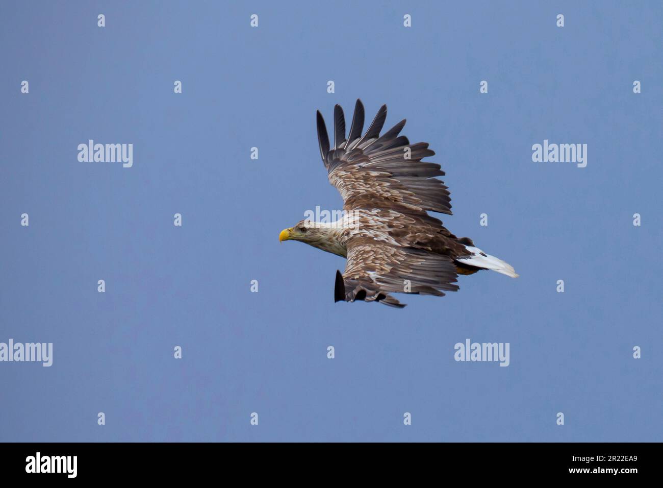 Pygargue à queue blanche (Haliaeetus albicilla), en vol, Allemagne Banque D'Images