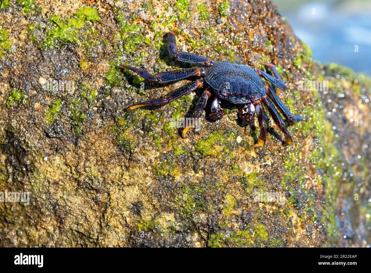 Crabe Sally lightfoot de l'Atlantique est, crabe côtier marbré (Grapsus adscensionis), situé sur une roche côtière, îles Canaries, Fuerteventura Banque D'Images