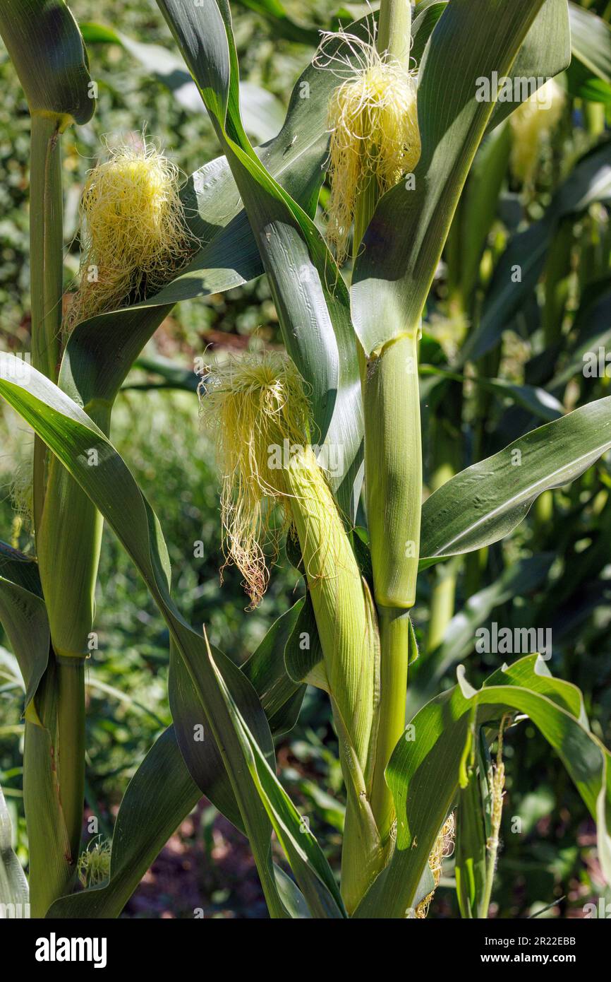 Maïs indien, maïs (Zea mays), fleurs femelles, Allemagne, Bavière Banque D'Images