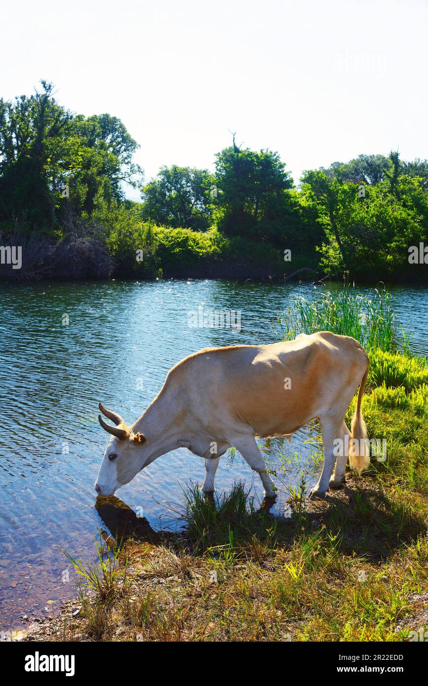 Bovins domestiques (Bos primigenius F. taureau), taureau dans le delta du Fango, parc naturel de Corse, France, Corse, Galeria Banque D'Images