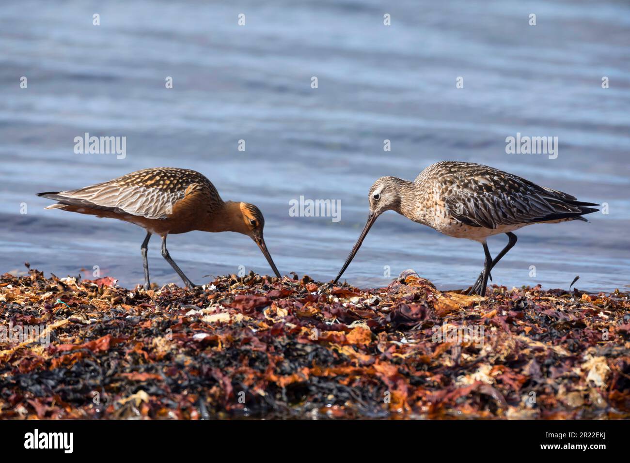 Godwit à queue de bar (Limosa lapponica), à la recherche de nourriture au bord de la mer, Suède Banque D'Images