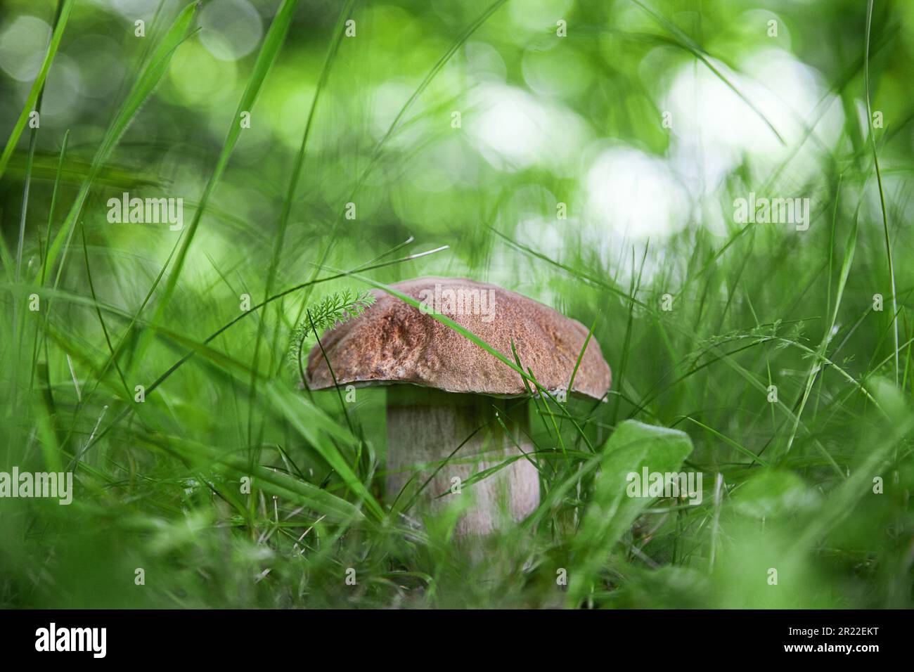 Penny BUN, CEP, Porcino, champignon Bun (Boletus edulis), dans l'herbe, Allemagne Banque D'Images