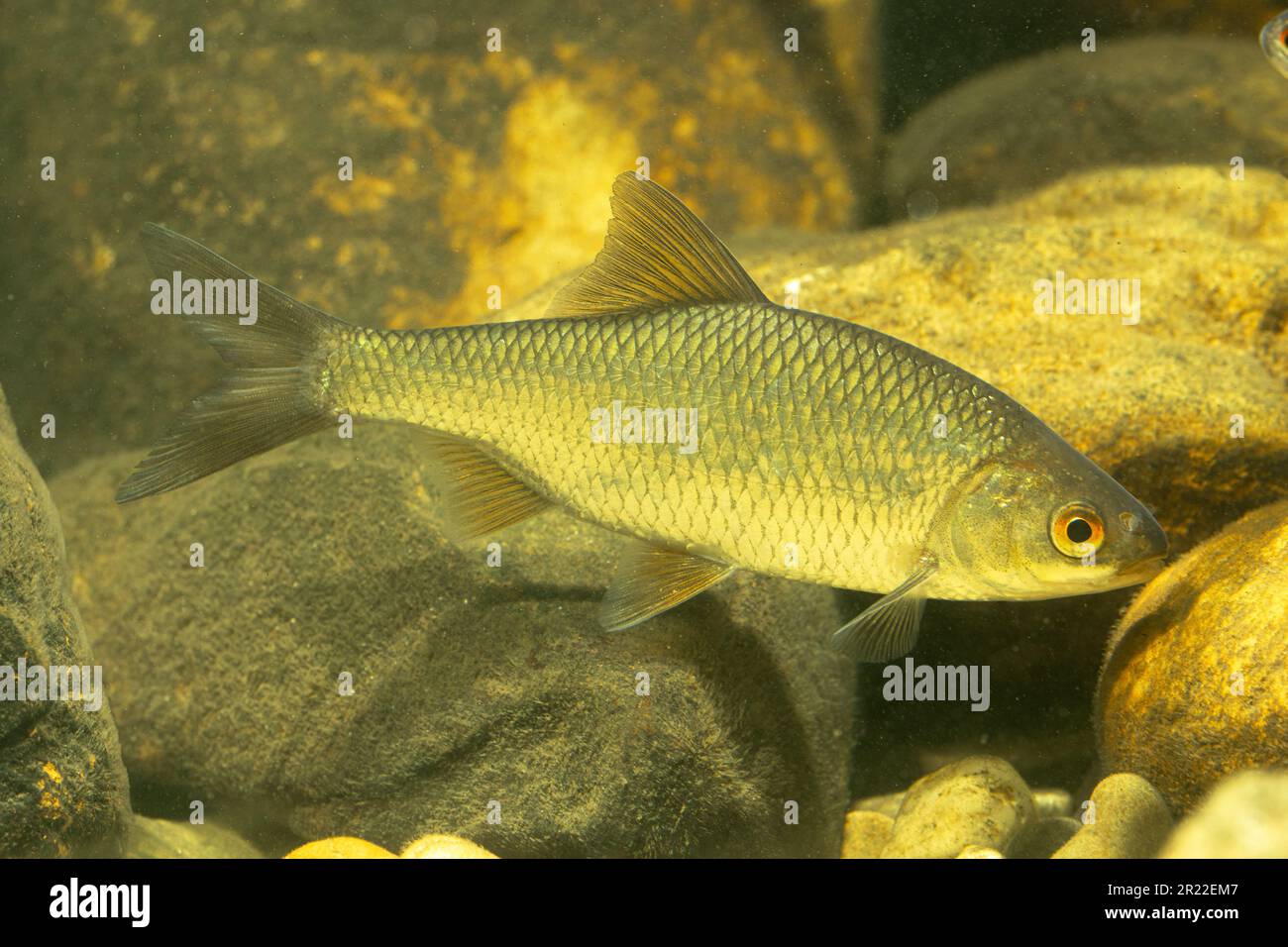 Roach, Balkan le gardon (Rutilus rutilus, Leuciscus rutilus), vue latérale, Allemagne Banque D'Images