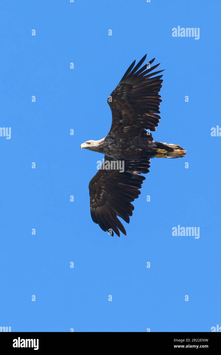Aigle de mer à queue blanche (Haliaeetus albicilla), en vol, Suède Banque D'Images