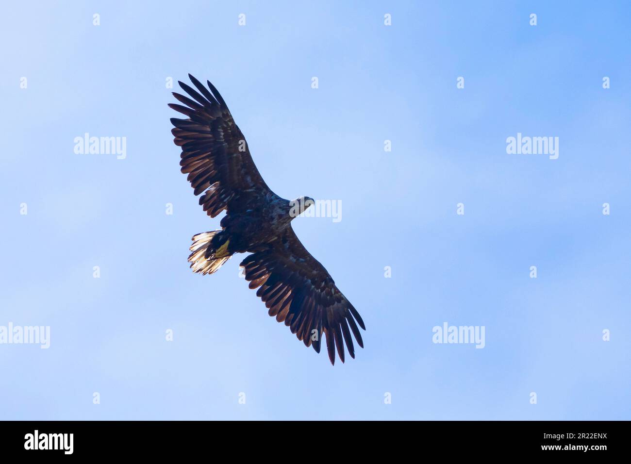 Aigle de mer à queue blanche (Haliaeetus albicilla), en vol, Suède Banque D'Images