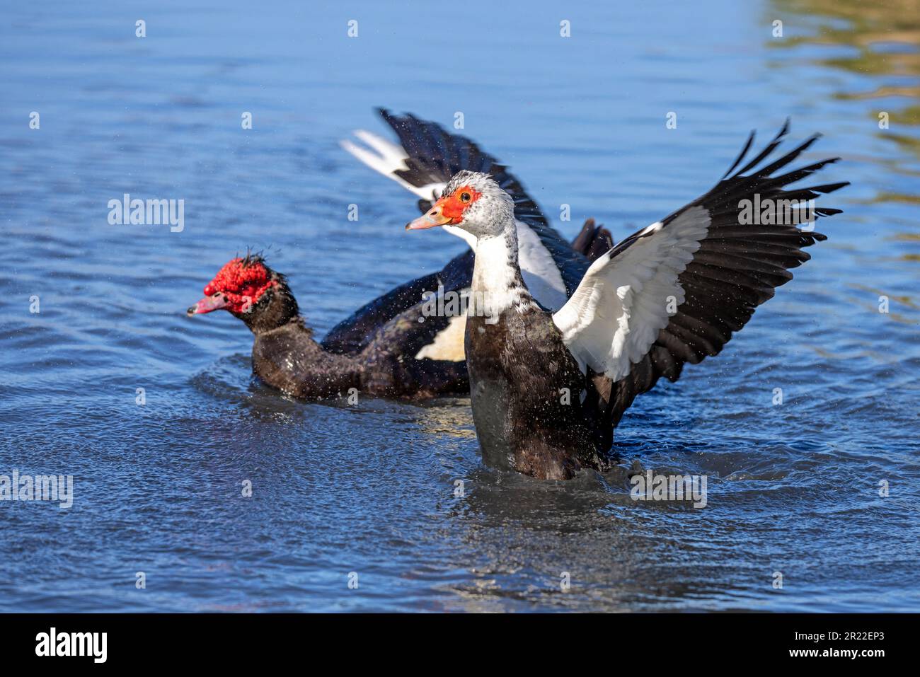 Canard de Barbarie (Cairina moschata), femme, natation, ailes de flopping, îles Canaries, Fuerteventura Banque D'Images