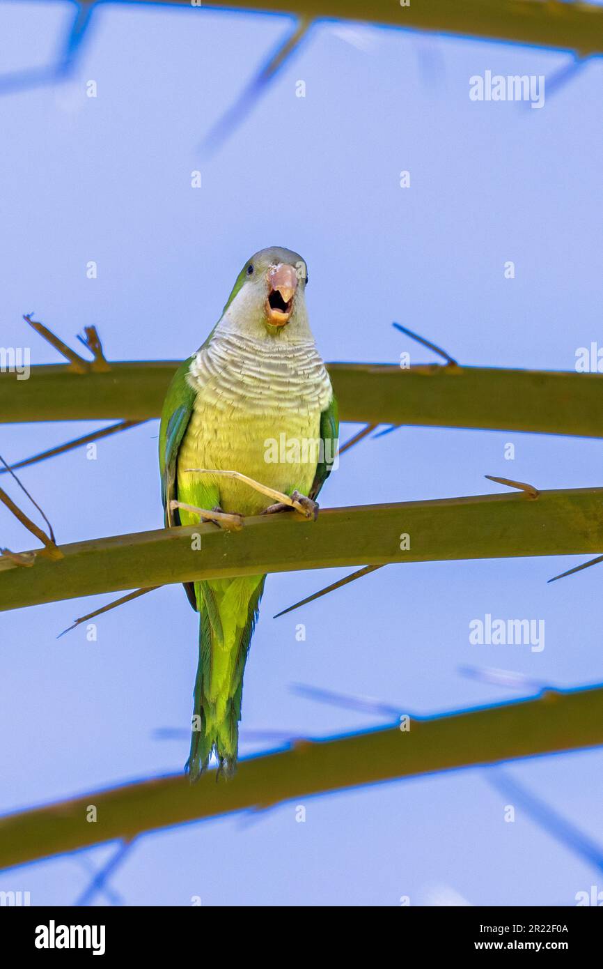 monk parakeet (Myiopsitta monachus), assis sur un palmier, appelant, îles Canaries, Fuerteventura, Morro Jable Banque D'Images